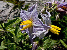 blue form